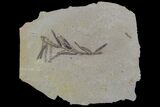 Metasequoia (Dawn Redwood) Fossil - Montana #85765-1
